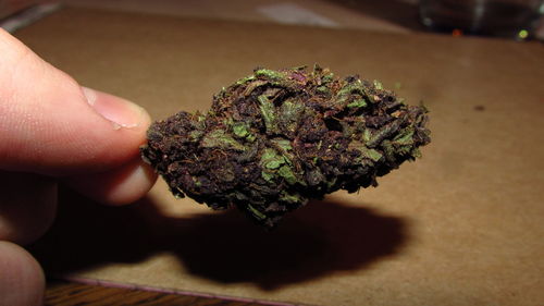 Close-up of person holding medical cannabis