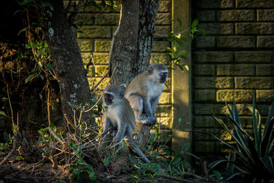 Monkey sitting on tree