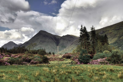 Scenic view of field against sky