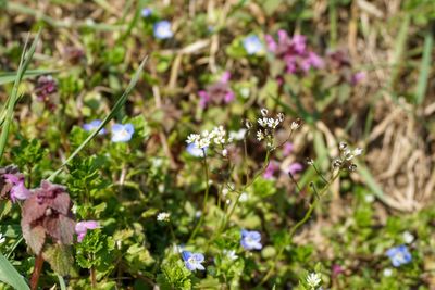 Close-up of flowers blooming outdoors