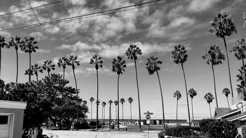 Low angle view of palm trees against sky