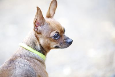 Close-up of a dog looking away