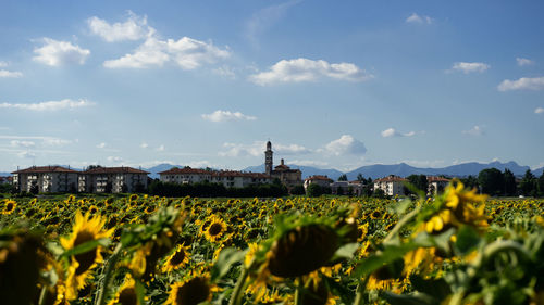 Yellow flowering plants on field against sky