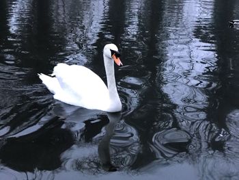 Swan swimming in lake