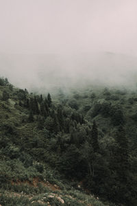 High angle view of trees in foggy weather