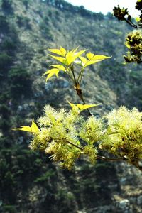 Close-up of yellow flowers