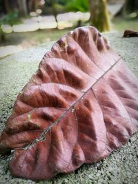 Close-up of leaf on water