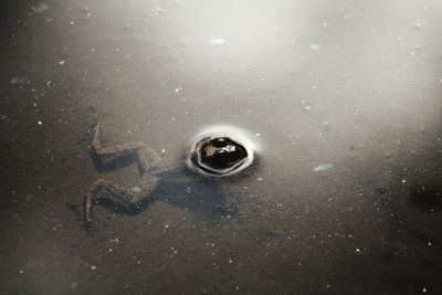 High angle view of frog in pond
