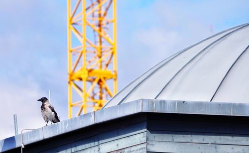 Low angle view of bird perching on roof