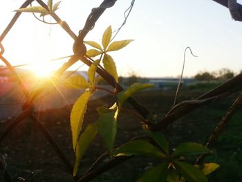 Sun shining through trees