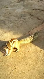 High angle view of lizard