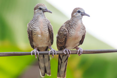 Close-up of birds perching on metal fence