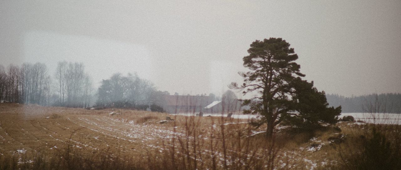 VIEW OF TREES ON MOUNTAIN