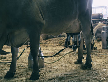 Cow milking facility and mechanized milking equipment