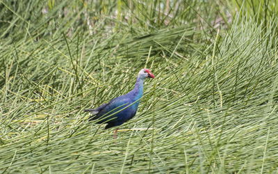 High angle view of bird on grass