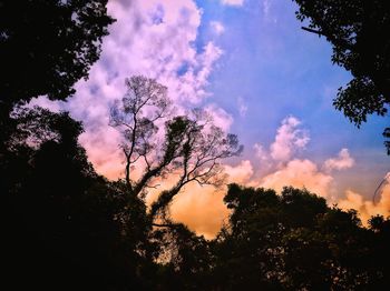 Low angle view of silhouette trees against sky during sunset