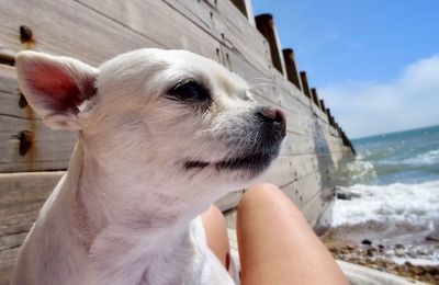 Midsection of man with dog by sea against sky