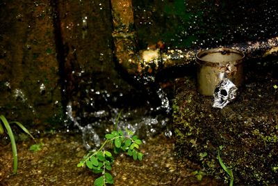 High angle view of wet plants in forest