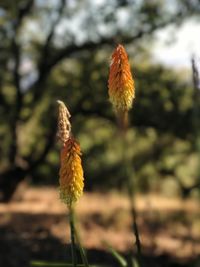 Close-up of flower against blurred background