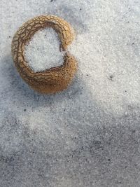 High angle view of shell on sand