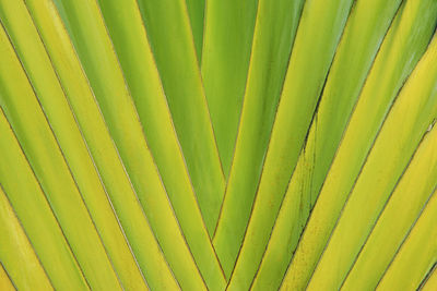 Full frame shot of palm leaves