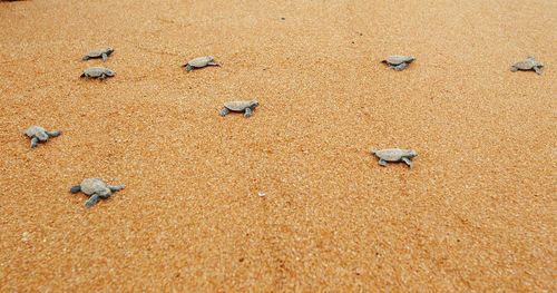 Birds on sand at beach