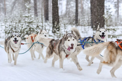 View of dogs on snow covered land