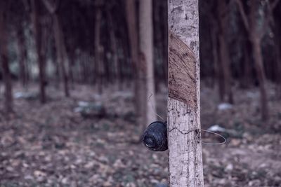 Close-up of lizard on tree trunk
