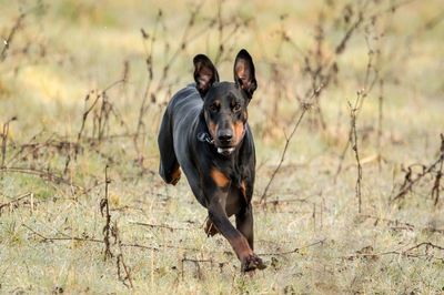 Dog running on field