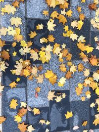 High angle view of maple leaves on plant during autumn