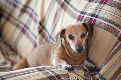 Portrait of dog resting on sofa