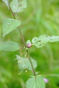 Close-up of insect on plant