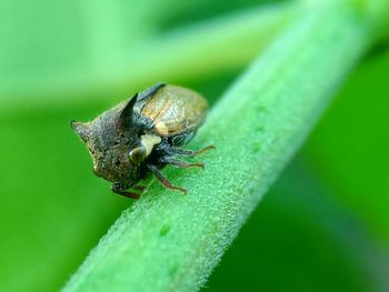 Close-up of insect on leaf