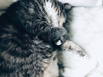 High angle view of cat sleeping on bed