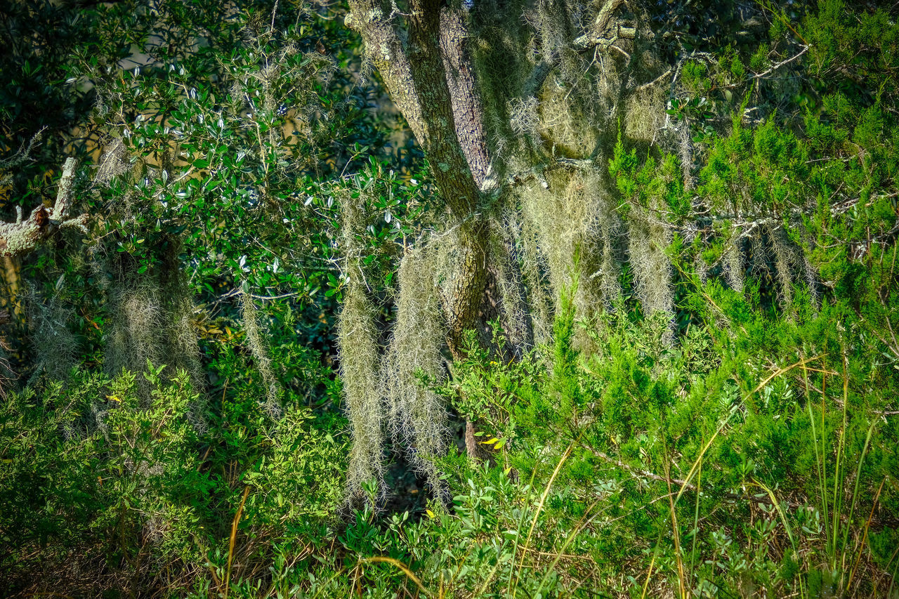 VIEW OF FRESH GREEN PLANTS IN FOREST