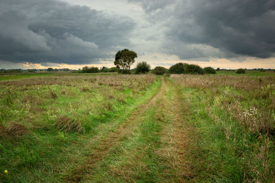 Road through a wild meadow, horizon and dark clouds on the sky, evening view