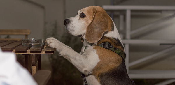 Dog rearing up by wooden table