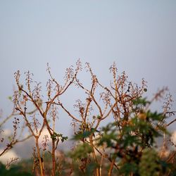 View of flowers against clear sky