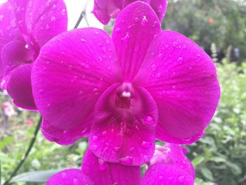 Close-up of water drops on pink flower blooming outdoors