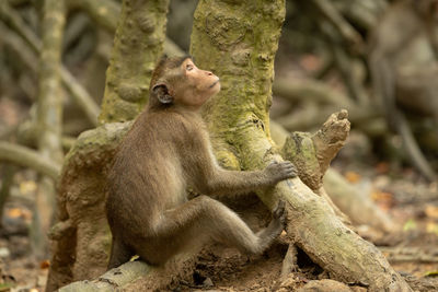 Long-tailed macaque sits on mangrove looking up