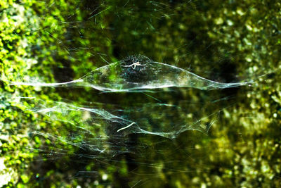 Close-up of spider web