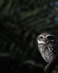 Close-up portrait of eagle