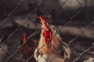 View of a bird behind fence