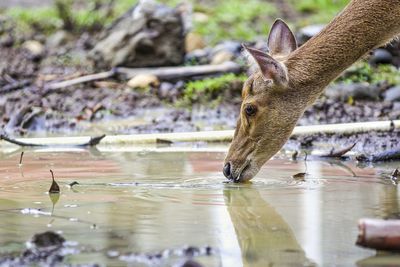 View of deer drinking water