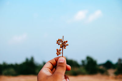 Cropped hand holding plant against sky