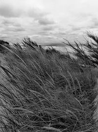 Close-up of grass against sky