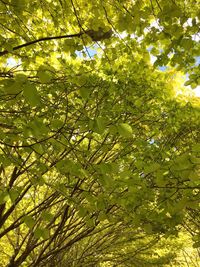 Low angle view of trees