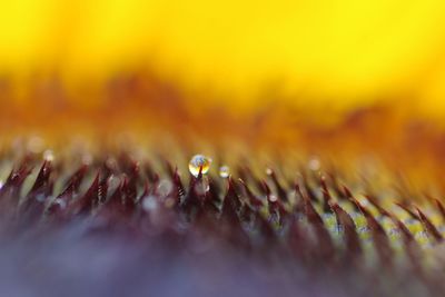 Macro shot of water drops on flowering plant