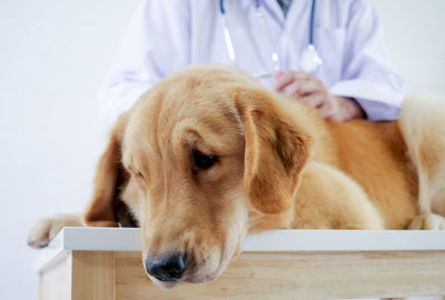 Midsection of vet examining dog