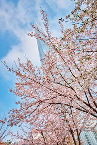 Low angle view of cherry blossoms against sky